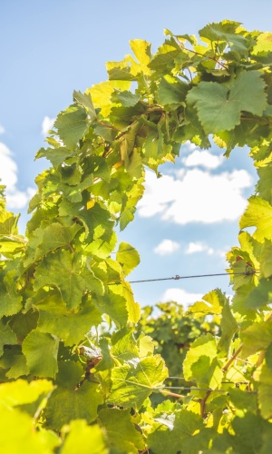 Vignes tressées dans le vignoble de Vouvray, dans un domaine bio, pour les vins blancs du Château Gaudrelle